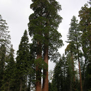 Giant Sequoia Seeds – Sequoiadendron giganteum