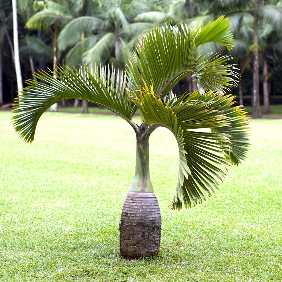 Palm Tree Seeds – Arecaceae spp.