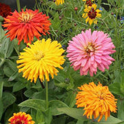 Zinnia Seeds – Zinnia elegans
