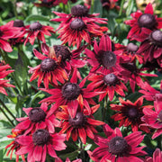 Black Eyed Susan Seeds – Rudbeckia hirta