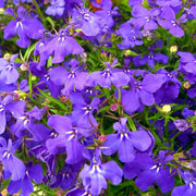 Lobelia Seeds – Lobelia erinus