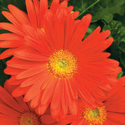 Gerbera Daisy Seeds – Gerbera jamesonii