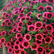 Calibrachoa Seeds – Calibrachoa × hybrida