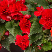 Begonia Seeds – Begonia semperflorens