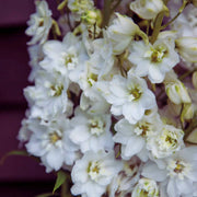 Statice Seeds – Limonium sinuatum