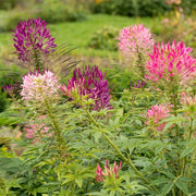 Cleome Seeds – Cleome hassleriana