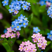 Forget Me Not Seeds – Myosotis sylvatica
