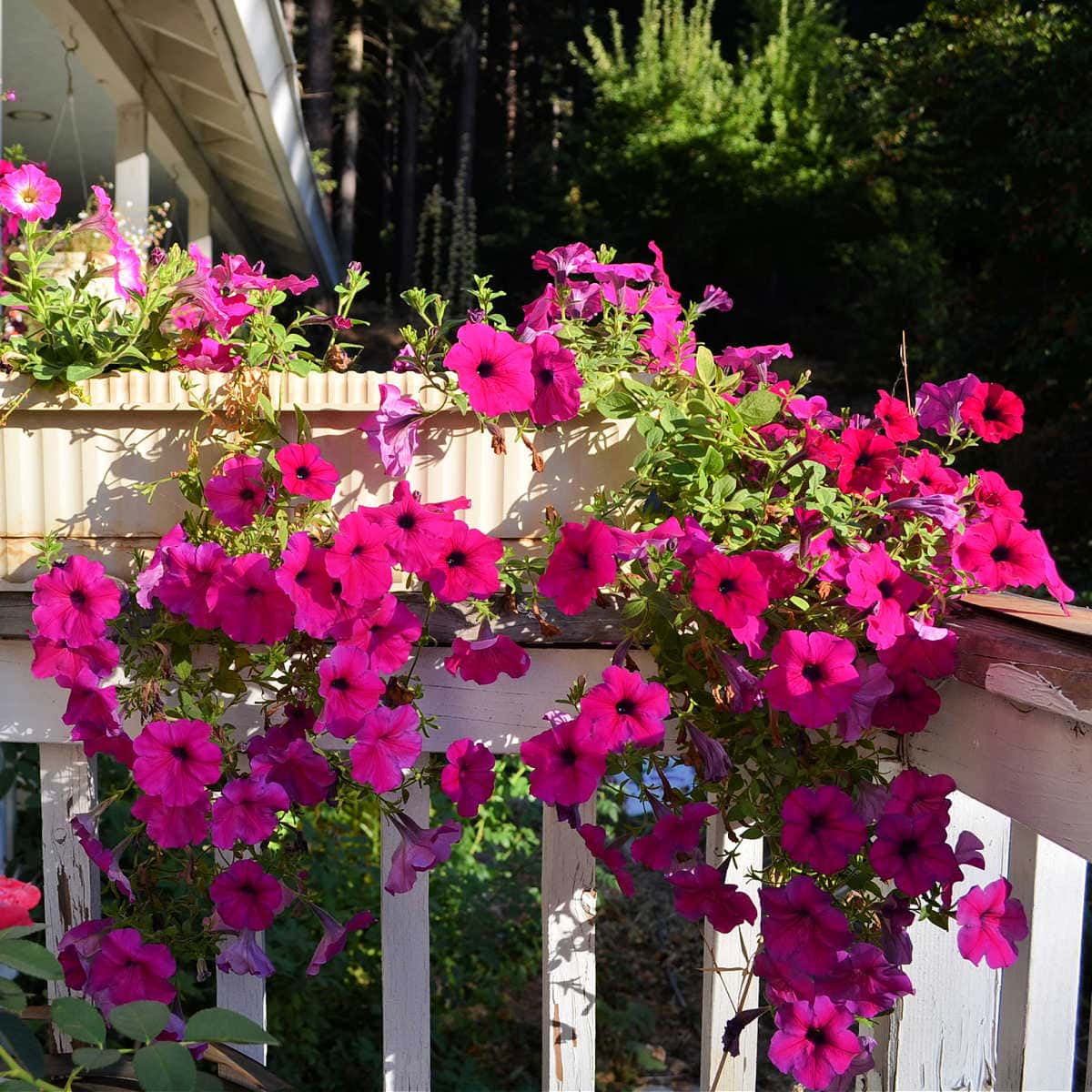 Wave Petunia Seeds – Petunia × hybrida
