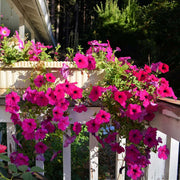 Wave Petunia Seeds – Petunia × hybrida