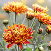 Chrysanthemum Seeds – Chrysanthemum × morifolium