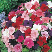 Petunia Seeds – Petunia × hybrida
