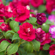 Impatiens Seeds – Impatiens walleriana
