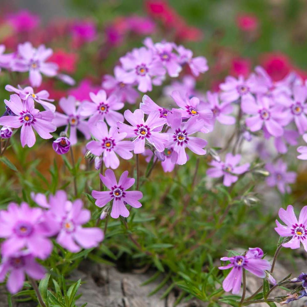 Creeping Phlox Seeds – Phlox subulata