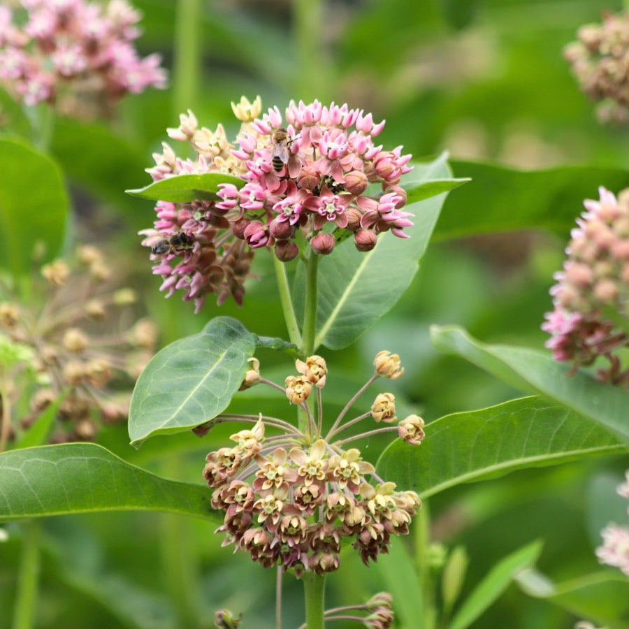 Milkweed Seeds – Asclepias spp.