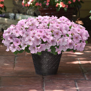 Wave Petunia Seeds – Petunia × hybrida