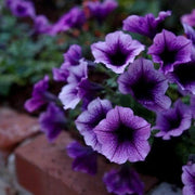Wave Petunia Seeds – Petunia × hybrida