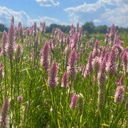 Celosia Seeds – Celosia argentea