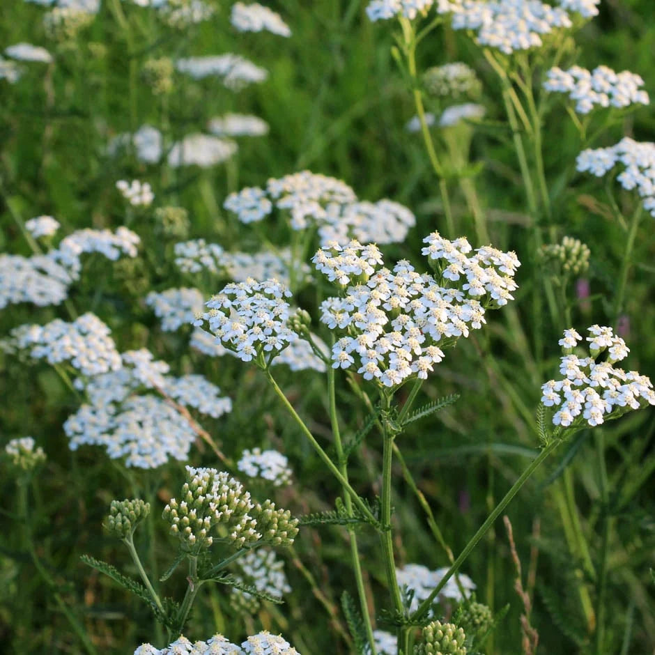 Yarrow Seeds – Achillea millefolium