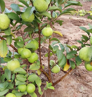 Guava Seeds – Psidium guajava