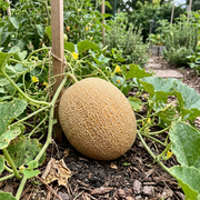 Cantaloupe Seeds – Cucumis melo