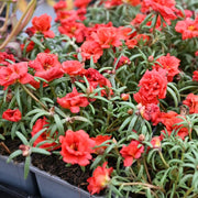 Portulaca Seeds – Portulaca grandiflora