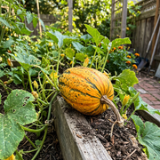 Delicata Squash Seeds – Cucurbita pepo