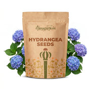 Hydrangea Seeds – Hydrangea macrophylla