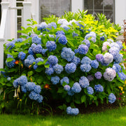 Hydrangea Seeds – Hydrangea macrophylla