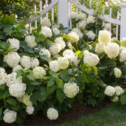 Hydrangea Seeds – Hydrangea macrophylla