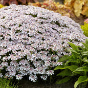 Candytuft Flower Seeds, Iberis umbellata Flower Seeds