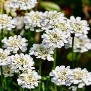 Candytuft Flower Seeds, Iberis umbellata Flower Seeds