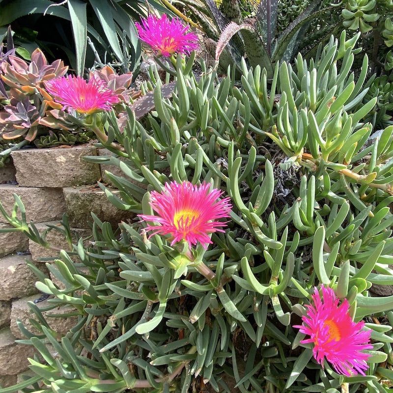 Livingstone Daisy Seeds, Dorotheanthus bellidiformis Flower Seeds