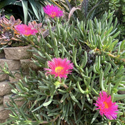 Livingstone Daisy Seeds, Dorotheanthus bellidiformis Flower Seeds