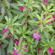 Balsam Flower Seeds, Impatiens balsamina Flower Seeds