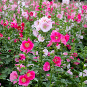 Hollyhock Seeds – Alcea rosea