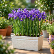 Iris Seeds – Iris germanica
