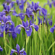 Iris Seeds – Iris germanica