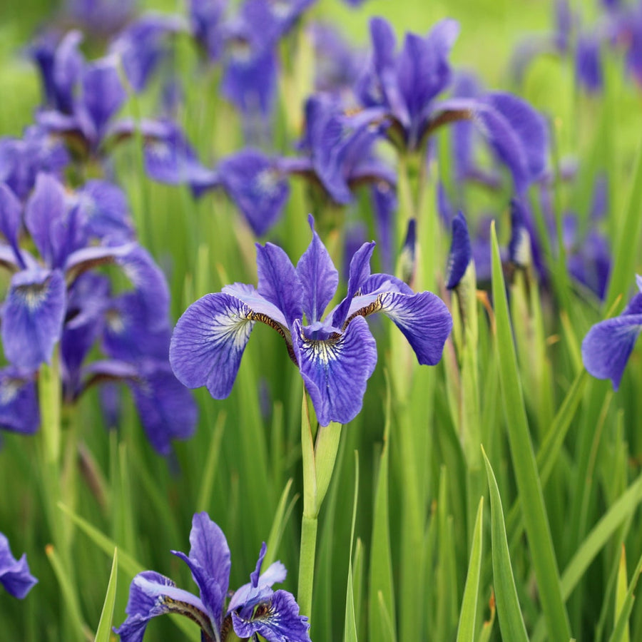 Iris Seeds – Iris germanica