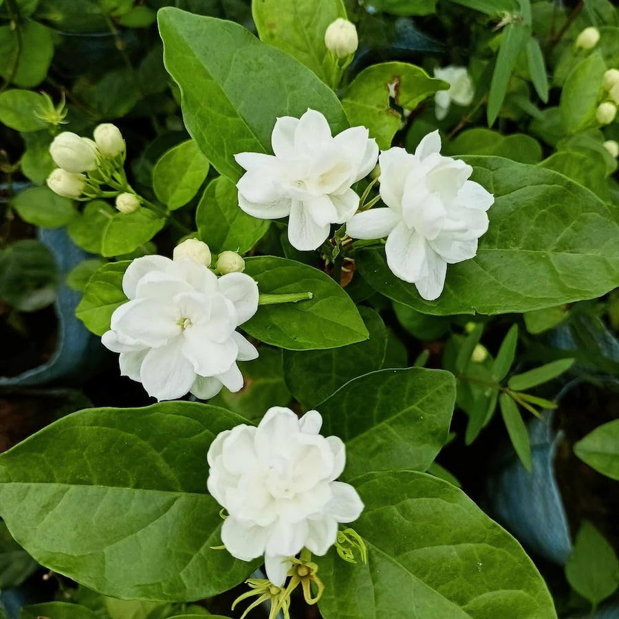 Jasmine Seeds – Jasminum spp.