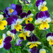 Viola Seeds – Viola cornuta