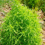 Kochia Burning Bush Seeds, Bassia scoparia Flower Seeds