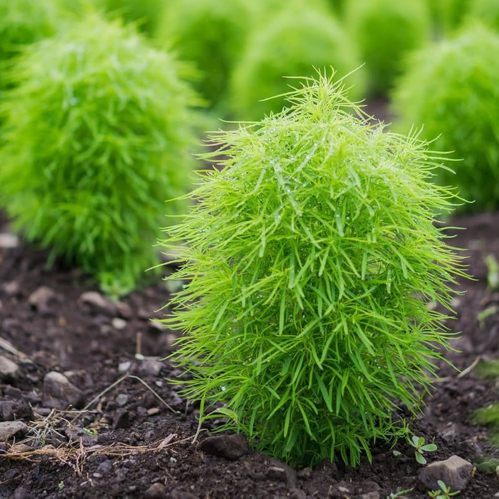 Kochia Burning Bush Seeds, Bassia scoparia Flower Seeds