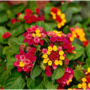 Lantana Seeds – Lantana camara