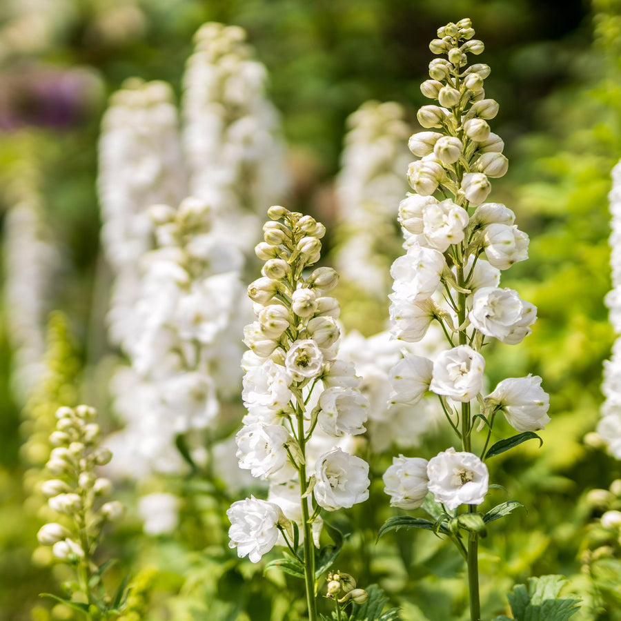 Larkspur Seeds – Consolida ajacis