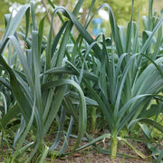 Leek Seeds – Allium porrum