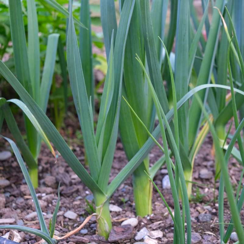 Leek Seeds – Allium porrum