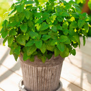 Lemon Balm Seeds – Melissa officinalis