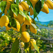 Lemon Seeds – Citrus limon