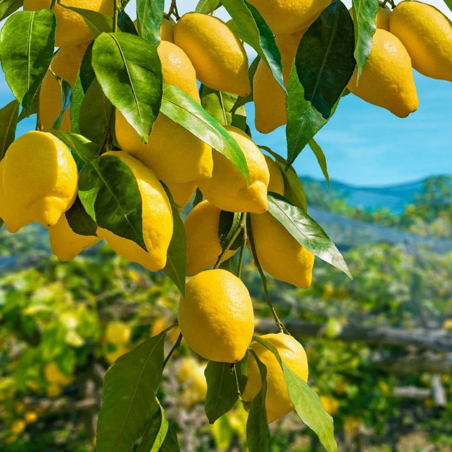 Lemon Seeds – Citrus limon