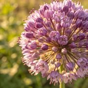 Lentil Seeds – Lens culinaris